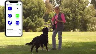 Train Your Dog To Make Eye Contact