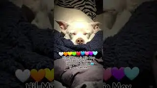 Puppy Love ❤️ #pitbullshorts #ilovemypitbull #lovemydog #cutedog #cutedogvideos