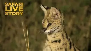 Serval Cats of the Maasai Mara
