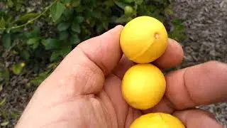 Сравнение двух сортов лайма -- Mexican thornless lime and Mexican key lime