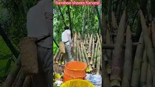 Full harvest of bamboo shoots, fast cutting processing, one slice is good。   種植竹筍收滿，快速切割加工，一削即好，脆甜美味