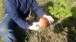 В лес за грибами в конце августа 😉🌳✌