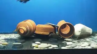 tankın havası değişti. tropheus innnnn