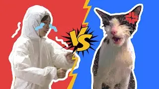 原来是洗猫啊，我还以为世界大战呢？！｜花花与三猫 Cat Live