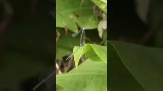 Damselflies show off UNIQUE balancing skills 🤭 