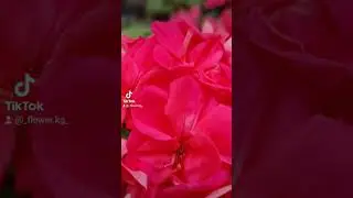 Ю 916, очаровашка моя любит цвести, цветёт без остановки и не устаёт ❤️