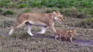 4 Lion Cubs going to eat with Mom in the  plain