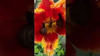Что они там забыли? 🐌