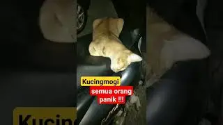 SEMUA ORANG PANIK !!!