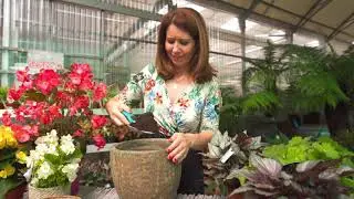 Como Cultivar Begónias