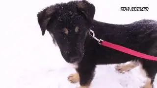 Планируем площадки для выгула собак на Ленинском