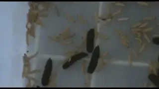 Beekeeping: Harvesting SHB Larvae, Plus BSFL.