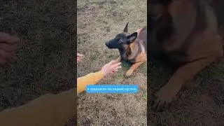 Как научить собаку запрещающей команде (фу, нет, нельзя)