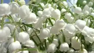 Светлана Малова, Цветочек белоснежный