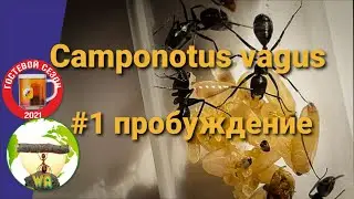 Муравьи Camponotus vagus. Что делать после зимовки.