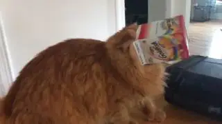 cat