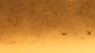 マガン・ヒシクイ・オオハクチョウのねぐら立ち