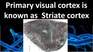 why primary Visual cortex is known as  striated cortex