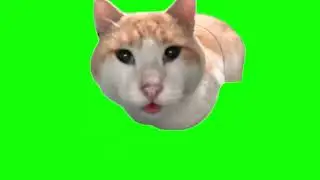 Green Screen Mr. Fresh Cat Meme | Cat Eating Then Looking Up Meme