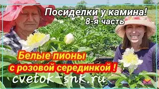 Посиделки у камина. Часть 8. Белые пионы с розовой серединкой / Сад Ворошиловой