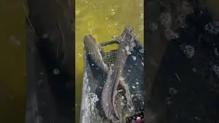 Сомы европейские! На 1,6 кг/2,2 кг/5,3кг