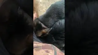 Ярл как всегда исполняет 😄