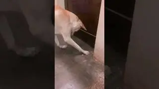 Naali 🔌 ke keede 🪰 #funnydogs #dog #puppy #cute #doglover #pets #funny #cutedog #love