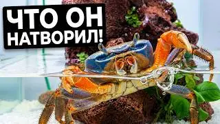 Заселили радужного краба в новый аквариум. Что-то пошло не так!