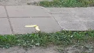 ШОК!!! ЛЮТЫЙ ПРАНКЕР ПОЛУЧИЛ ПО П@ПЕ!! (В КОНЦЕ ЖЕСТЬ!! КРОВЬ КИШКИ И МЯСО)
