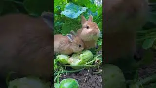 ખેતરમાં સસલા આવી ગયા 