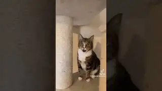Funny Cat Video #funnycat #funnyvideo #cat #funnyanimal #greenscreenfun #shortvideos #shorts #foryou