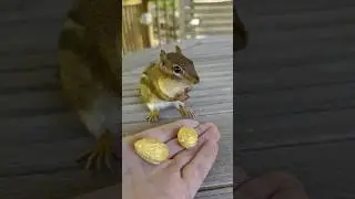 FEEDING CHIPMUNKS PEANUTS 🥜🐿😋 #shorts