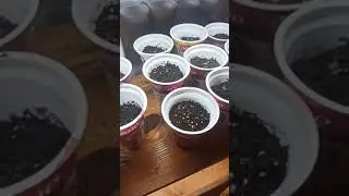 Рання Капуста - результат сходжень