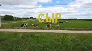 Сыр(4)