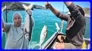 Slaying BIG Kahawai in Akaroa Harbour (Part 2)