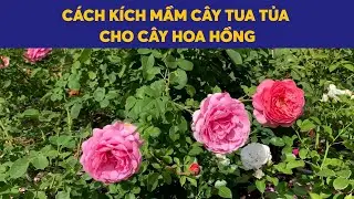 Cách kích mầm tua tủa cho cây hoa hồng