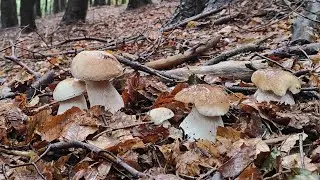 2023 | Il sole e la ricerca dei funghi porcini