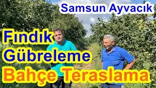 Fındık Ocağı Gübreleme - Eğimli Fındık Bahçelerinde Teraslama - Fındık Verimi - Samsun Ayvacık