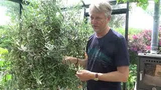 Pasning af oliven og citrus