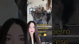 El perro skinwalker con talento… ¿Qué es lo que escuchas? Opiniones? 😰 #paranormal #creepy #perros