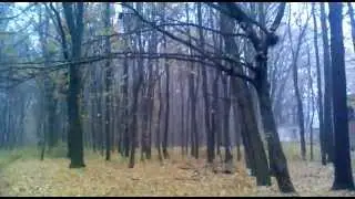 Осенний лес