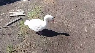 21 июня . маленькое пополнение в хозяйсве