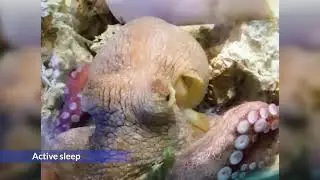Octopus in Quiet and Active Sleep States