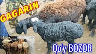 GAGARIN QO'Y BOZORI 🐑🐑 YANGINARXLAR TEL NO'MERI BILAN ☎️📲 OPTOM