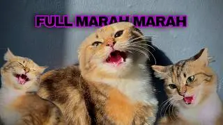 MOCHENG MAIN KE CATROOM BARU