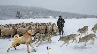 THE SHEPHERD'S STRUGGLE AGAINST WOLVES IN SUMMER AND WINTER - A SHORT DOCUMENTARY