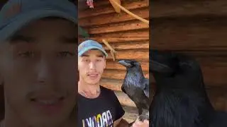 Почему надо учиться? Пример на вороне. 