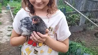 Вечерняя кормежка гусей,уток  .Внучка всех гоняет.