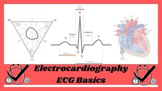 The Basics of ECG/EKG (Vectors and Axis)
