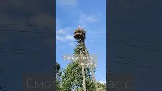 #аист #птицы #природа